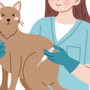 Cat Behavior Rectification & Cat Health Care