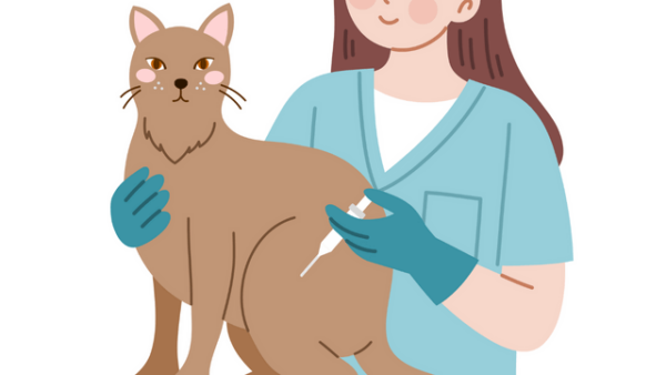 Cat Behavior Rectification & Cat Health Care